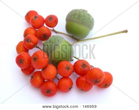 Ashberry y bellotas