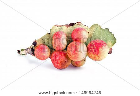 Large round balls Gauls parasitic insect gall wasp
