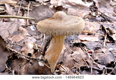 A mushroom Paxillus in a natural habitat