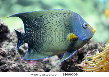 Pomacanthus Semicirculatus