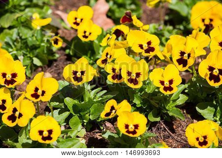 Viola and yellow tricolor pansy, flower bed bloom in the garden.