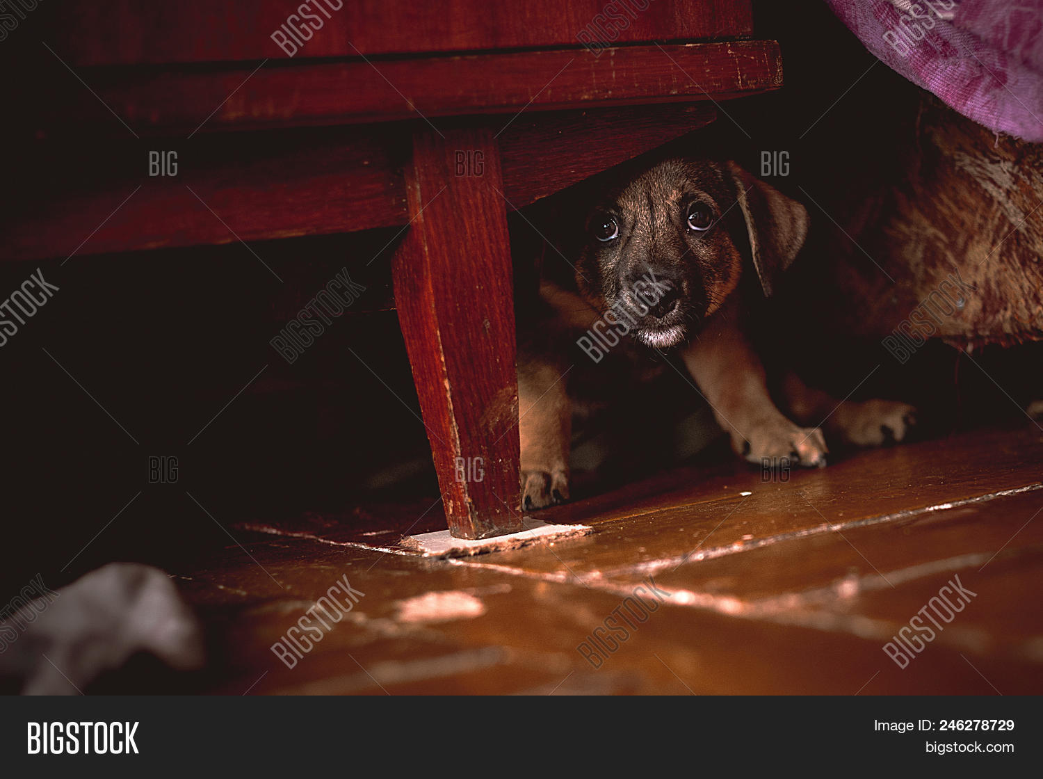 dog laying under bed