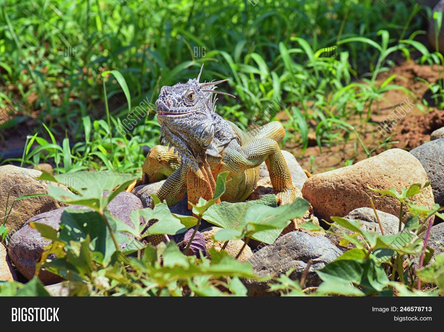 Wild Iguana Eating Image & Photo (Free Trial) Bigstock