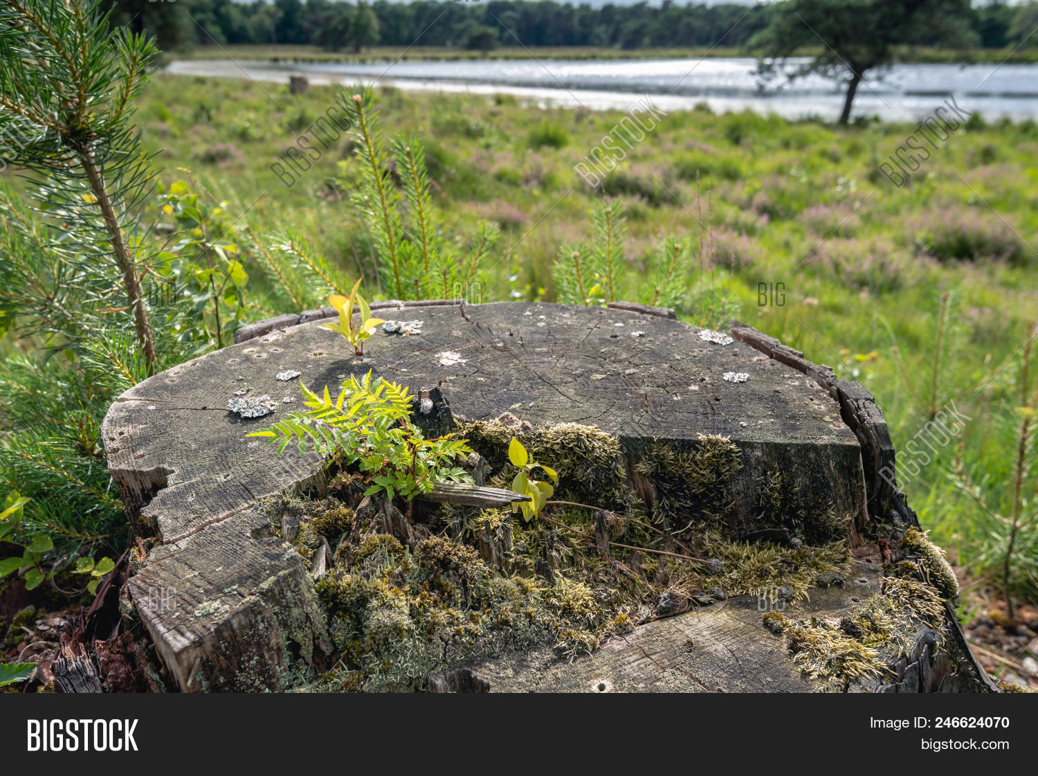 Tree Stump Felled Pine Image & Photo (Free Trial) Bigstock