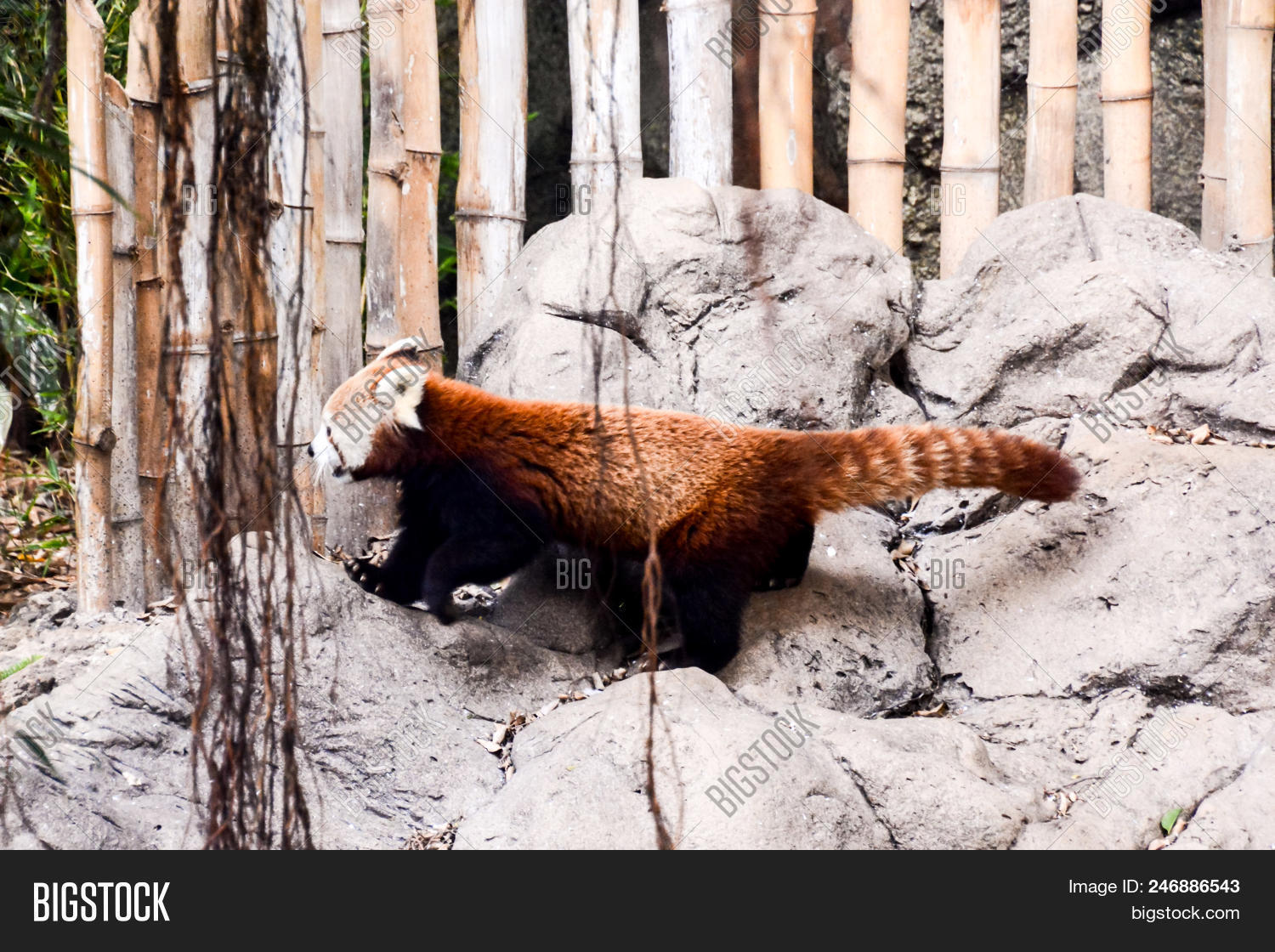 Photo Picture Lesser Image & Photo (Free Trial) | Bigstock