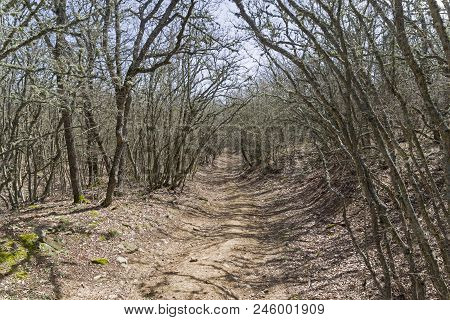 A Dirt Road In A Mountain Forest. The Foot Of The Tokluk-syrt Ridge. Crimea, Spring, Early April, A 