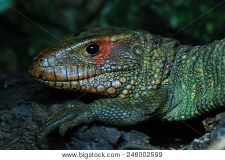 A Predominantly Green Northern Caiman Lizard (dracaena Guianensis) In Close-up.