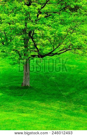 Lush Green Tree in Summer in Park Foliage