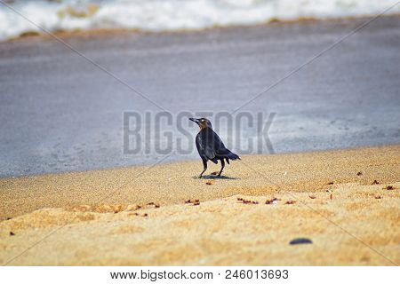 Great-tailed Grackle Birds Eating Winged Male Drone Leafcutter Ants, Dying On Beach After Mating Fli