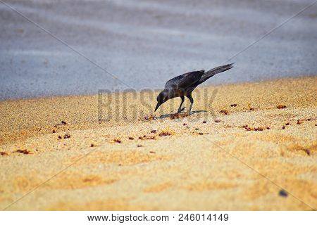 Great-tailed Grackle Birds Eating Winged Male Drone Leafcutter Ants, Dying On Beach After Mating Fli