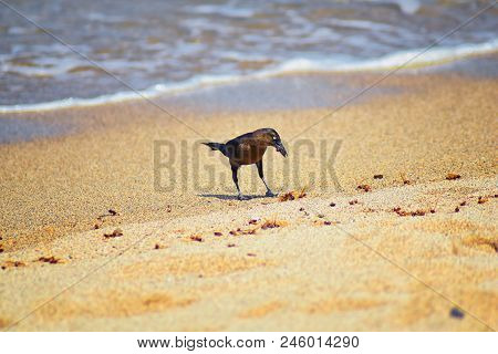 Great-tailed Grackle Birds Eating Winged Male Drone Leafcutter Ants, Dying On Beach After Mating Fli