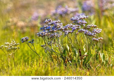 Sea-lavender (limonium Vulgare) On A Saltmarsh In The Wadden Sea Netherlands
