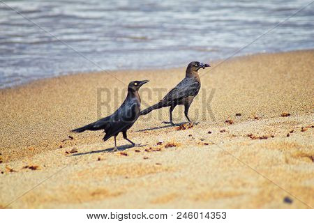 Great-tailed Grackle Birds Eating Winged Male Drone Leafcutter Ants, Dying On Beach After Mating Fli