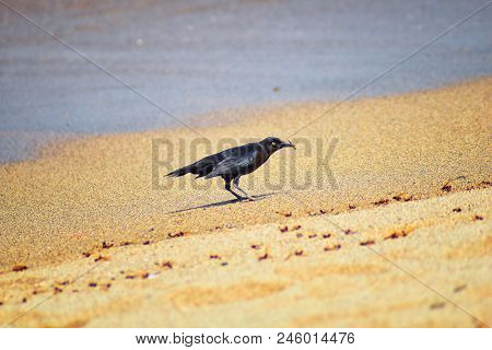 Great-tailed Grackle Birds Eating Winged Male Drone Leafcutter Ants, Dying On Beach After Mating Fli