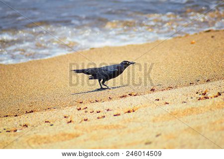Great-tailed Grackle Birds Eating Winged Male Drone Leafcutter Ants, Dying On Beach After Mating Fli