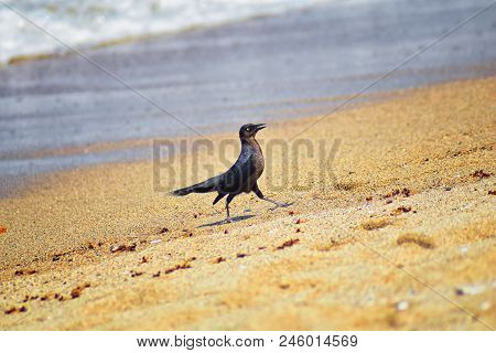 Great-tailed Grackle Birds Eating Winged Male Drone Leafcutter Ants, Dying On Beach After Mating Fli