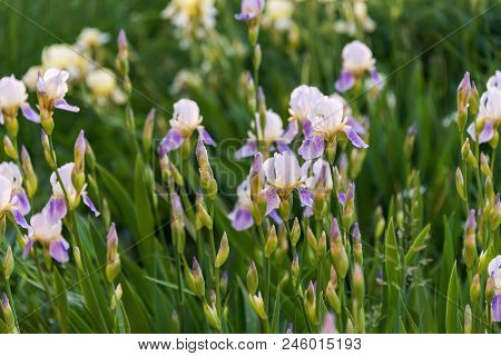 Lilac Flowers On A Green Meadow, In The Evening Sun, At Sunrise