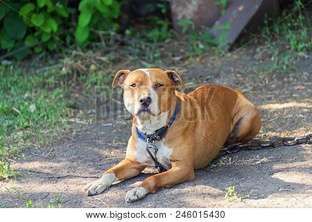Homeless, Hungry Dog On The Street, Waiting For The Owner In The Summer Sun In Hot Weather