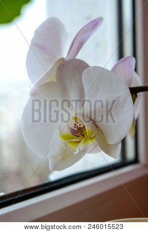 White Orchid Are Blooming On The Window