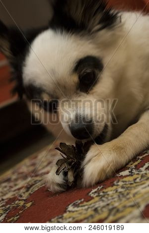 Small Black And White Dog Gnawing A Bump