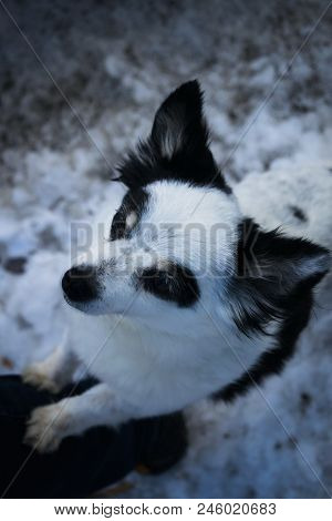 Small Black And White Dog On A Walk