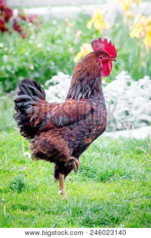 The Brown Cock Stands On One Foot In The Garden On The Farm