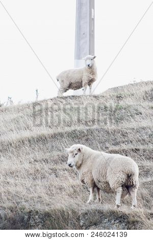 Close Up Image Of Two Sheep On A Semi Rural Farm In New Zealand.
