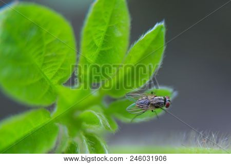 Natural Background Green Background Green Leaf With Hairs And Flies On The Leaves.