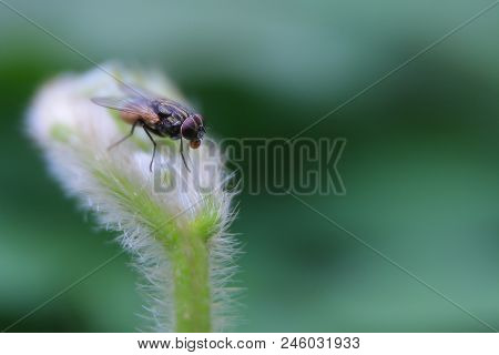 Natural Background Green Background Green Leaf With Hairs And Flies On The Leaves.