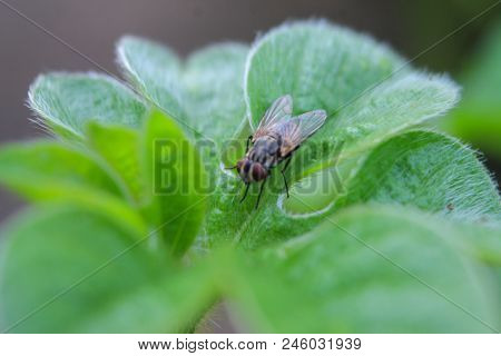 Natural Background Green Background Green Leaf With Hairs And Flies On The Leaves.