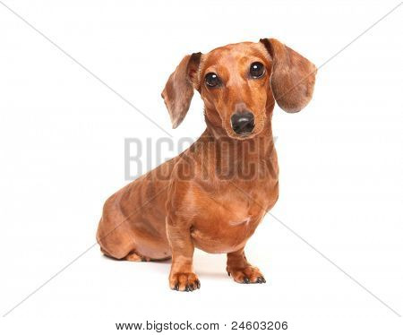 gravhund hund
