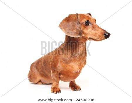 gravhund hund