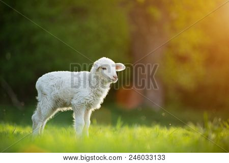 cute little lamb on fresh spring green meadow during sunrise