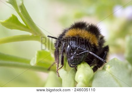 A Close Up Of A Bee Collecting Pollen In The Garden