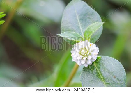 Natural Background Of Green Leaves And Grass Natural Flowers.