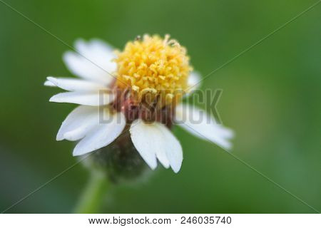 Natural Background Of Green Leaves And Grass Natural Flowers.