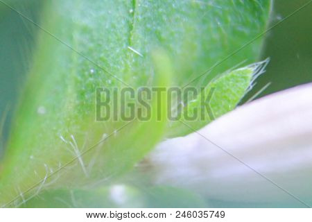 Natural Background Of Green Leaves And Grass Natural Flowers.