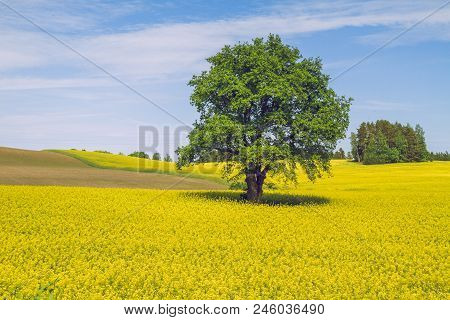 Summer In Latvia. View Rape Meadow In Cesis.