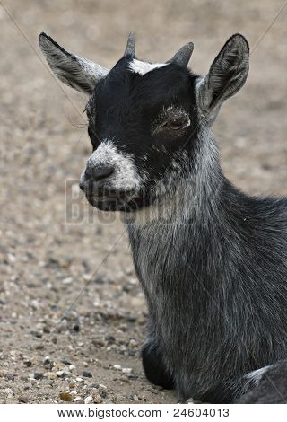 Chevreau