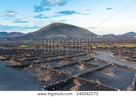 Lanzarote, Spain - December 27, 2016: Stunning Landscape With Sunset On Volcanic Vineyards In La Ger
