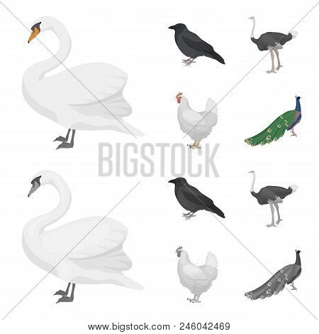 Crow, Ostrich, Chicken, Peacock. Birds Set Collection Icons In Cartoon, Monochrome Style Vector Symb