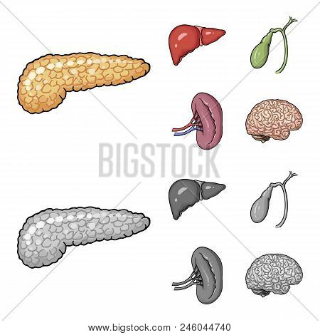Liver, Gallbladder, Kidney, Brain. Human Organs Set Collection Icons In Cartoon, Monochrome Style Ve
