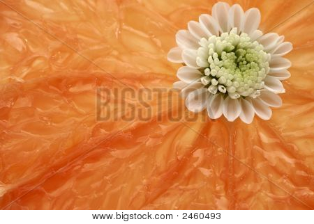 Abstraktní Citrus