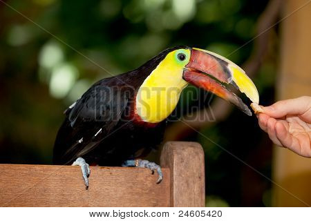 Fodring Tucan fugl