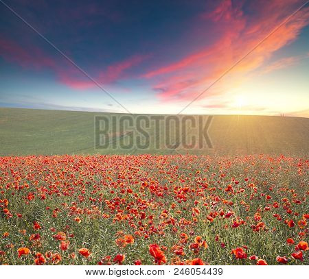 Wunderful Poppy Field In Late May Nature, Flower