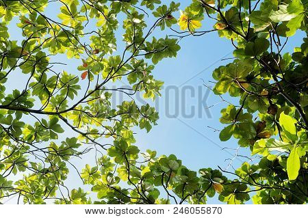 Green Terminalia Catappa Leaf On Sky Background