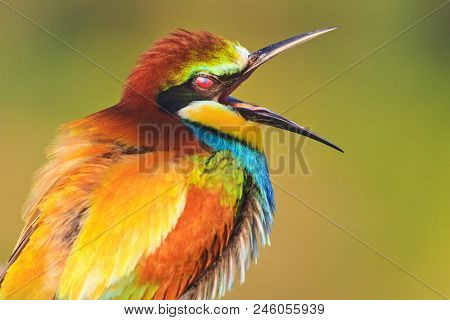 Funny Color Bird With Open Beak, Wildlife And Unique Moments