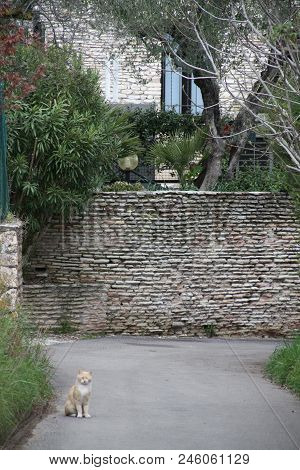 Rad Cat On The Street Near Its House
