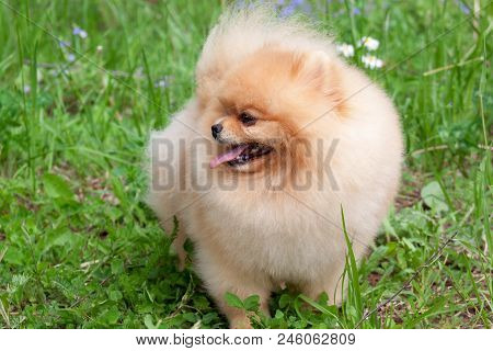 Cute Pomeranian Spitz Puppy Is Standing On A Spring Meadow. Deutscher Spitz Or Zwergspitz. Pet Anima