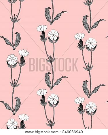 Seamless Pattern With Grayscale Campion Flowers On Pink Background Stock Vector Illustration.